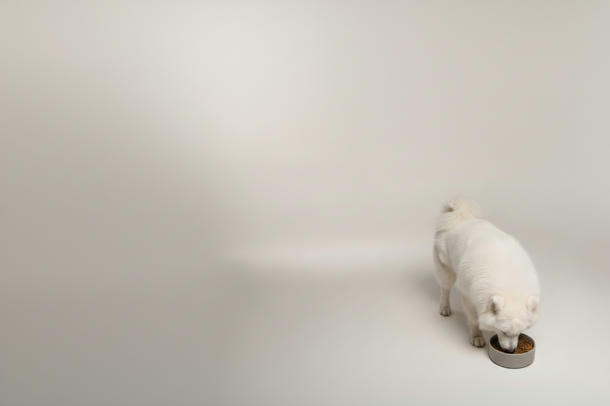 make the camera more far away so the there wold be more space on the top of the dog